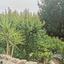 3 bedroom detached house for sale kamares tala paphos 7544185 thumbnail 14840578