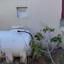 3 bedroom detached house for sale aradippou larnaca 1879285 thumbnail 16129326