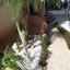 4 bedroom detached house for rent limassol municipality limassol 1075285 thumbnail 14917154