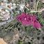 land for sale kakopetria nicosia 8629585 thumbnail 15869028