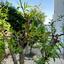4 bedroom detached house for rent peyia paphos 8574695 thumbnail 16032958