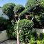 4 bedroom detached house for rent peyia paphos 8574695 thumbnail 16032959