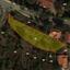 land for sale pera pedi limassol 1387795 thumbnail 2640508