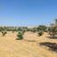 land for sale timi paphos 901795 thumbnail 15600018
