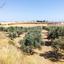 land for sale timi paphos 901795 thumbnail 15600019