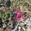 land for sale gerakies nicosia 8607706 thumbnail 15777356