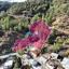 land for sale gerakies nicosia 8607706 thumbnail 15777358