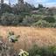 land for sale monagroulli limassol 9004806 thumbnail 18363160