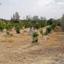 land for sale paphos municipality paphos 7949016 thumbnail 15496736