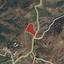 land for sale pano pyrgos nicosia 946216 thumbnail 4683214