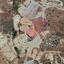 land for sale monagroulli limassol 1501416 thumbnail 5823427