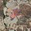 land for sale monagroulli limassol 1501416 thumbnail 5823428