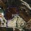land for sale kritou tera paphos 1158516 thumbnail 14826513