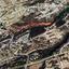 land for sale tala paphos 7738816 thumbnail 12565009