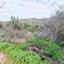 land for sale pomos paphos 1667026 thumbnail 4297425