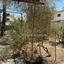 3 bedroom detached house for sale pano lakatamia nicosia 1506326 thumbnail 12683830
