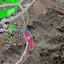 land for sale shia nicosia 8587326 thumbnail 15681888