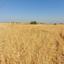 1673 SQM Land for sale in Orounta, Nicosia thumbnail 15603282