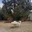 3 bedroom detached house for sale nicosia municipality nicosia 1060626 thumbnail 16178017