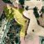 land for sale alethriko larnaca 8974626 thumbnail 17915533