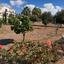 4 bedroom detached house for sale kouklia pafou paphos 8101826 thumbnail 13215400
