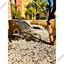 3 bedroom apartment for rent agioi omologitai nicosia 1577036 thumbnail 5454140