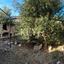 4 bedroom detached house for sale kritou marottou paphos 8941036 thumbnail 17668834