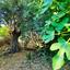 4 bedroom detached house for sale kritou marottou paphos 8941036 thumbnail 17668858