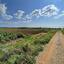 plot for sale ormideia larnaca 1313536 thumbnail 16119541