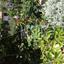5 bedroom town house for sale kapedes nicosia 1752736 thumbnail 10535566