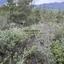 land for sale kellaki limassol 8390736 thumbnail 16553453