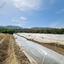 plot for sale gialia paphos 8624836 thumbnail 15872465