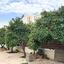 5 bedroom detached house for sale larnaca municipality larnaca 7971346 thumbnail 13783882