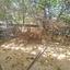 3 bedroom bungalow for sale deryneia famagusta 8623746 thumbnail 15837259