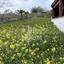 3 bedroom detached house for sale pyrgos limassol limassol 8325746 thumbnail 14860607