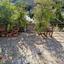 4 bedroom detached house for sale vasa kilaniou limassol 1736746 thumbnail 14502606