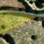 plot for sale stroumbi paphos 7544256 thumbnail 10296124