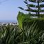 3 bedroom bungalow for sale mesa chorio paphos 7732356 thumbnail 10136755