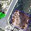 plot for sale tsada paphos 1161456 thumbnail 10032058