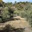 28429 SQM Land for sale in Vavatsinia, Larnaca thumbnail 11270651