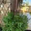 3 bedroom semi detached house for sale platy aglantzias nicosia 8117956 thumbnail 15150763