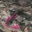 land for sale apsiou limassol 8274956 thumbnail 15156573
