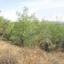 land for sale kornos larnaca 1697166 thumbnail 9467691