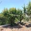5 bedroom detached house for sale lofos tala paphos 8913366 thumbnail 17423236