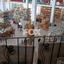 studio showroom for rent linopetra limassol 1828366 thumbnail 6446433