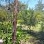 2 bedroom bungalow for sale alethriko larnaca 8989466 thumbnail 18109325