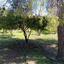2 bedroom bungalow for sale alethriko larnaca 8989466 thumbnail 18109327