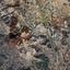 land for sale alampra nicosia 944566 thumbnail 6817269
