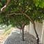 2 bedroom apartment for rent panthea limassol 8893076 thumbnail 17650717