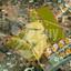 land for sale pyrgos limassol limassol 8893276 thumbnail 17341282